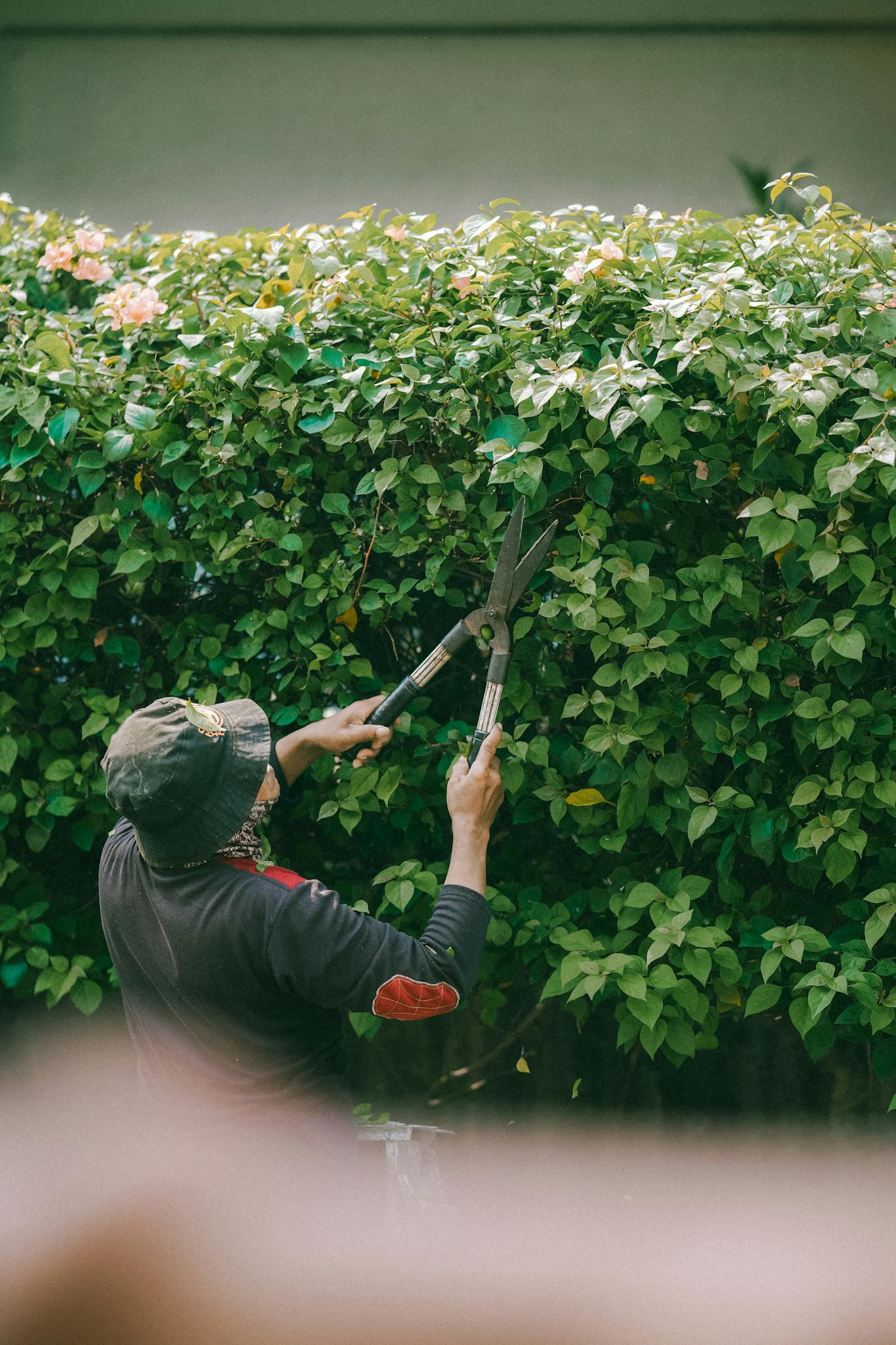 A gardener trims a lush green hedge outdoors in Jakarta, Indonesia.