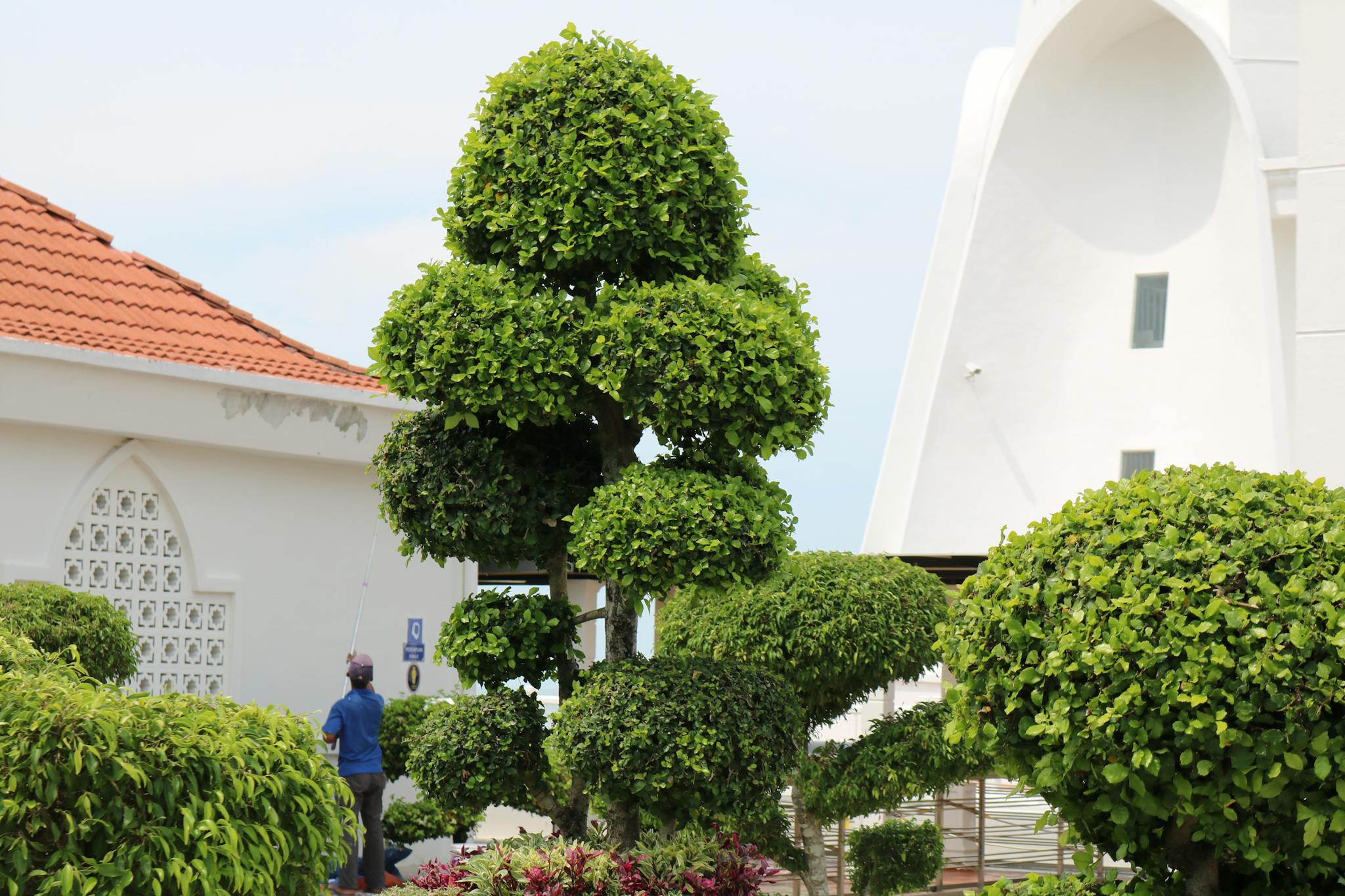 Beautiful topiary garden with a modern architectural backdrop, captured on a sunny day.
